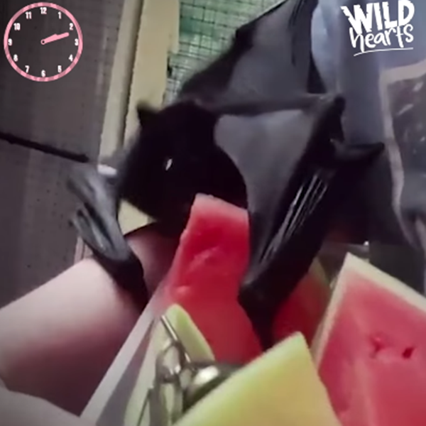 Ăn trưa phải là món yêu thích, dưa hấu.