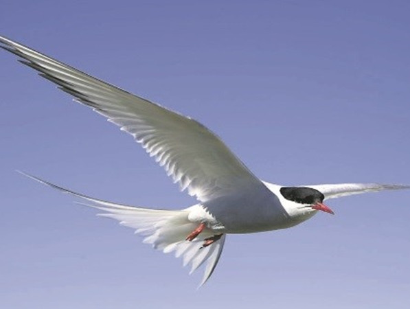 Loài chim nhàn Bắc Cực có bản năng định hướng cực kỳ tốt.