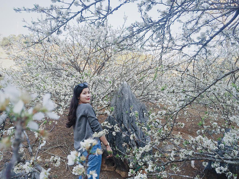 Một mùa hoa mận trắng đang đến rất gần rồi. (Ảnh: IG @bupbemiu) Một mùa hoa mận trắng đang đến rất gần rồi. (Ảnh: IG @bupbemiu)