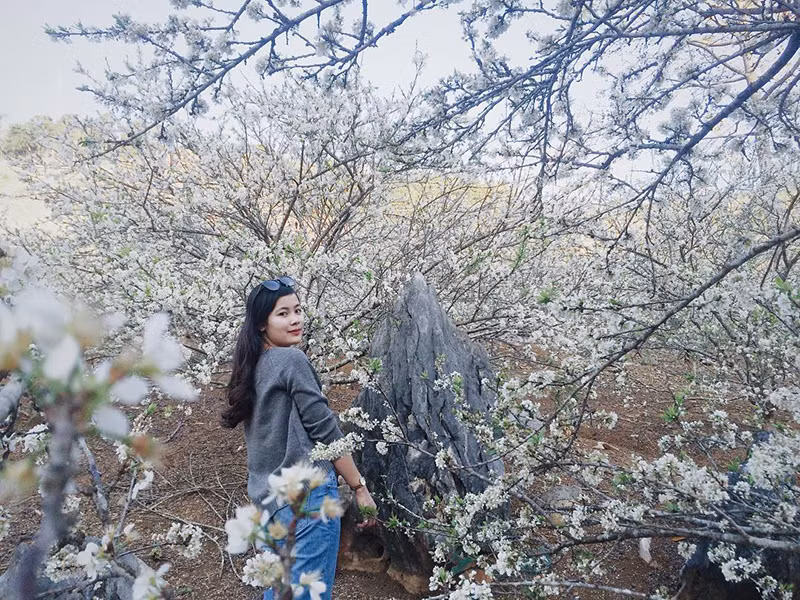 Một mùa hoa mận trắng đang đến rất gần rồi (Ảnh: IG @bupbemiu)