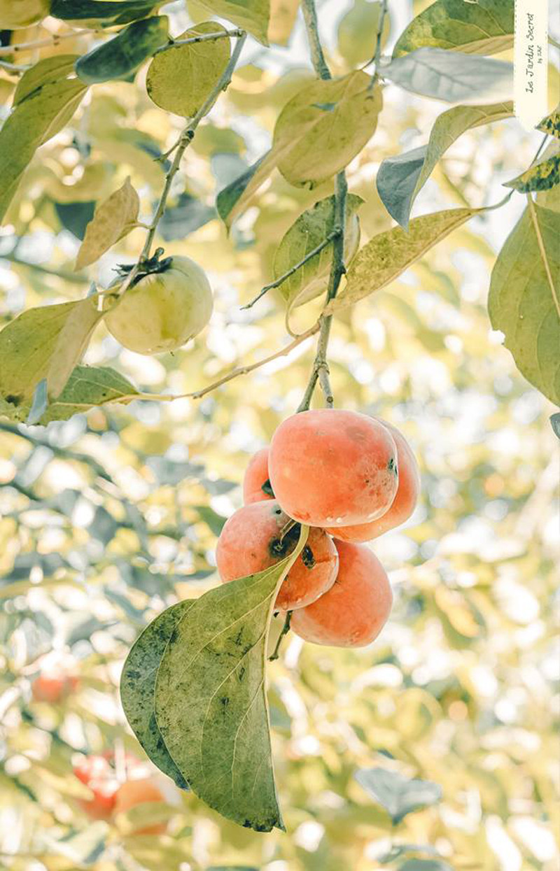 Những trái hồng lấp ló giữa lùm cây. (Ảnh: Nguyễn Thế Vinh)