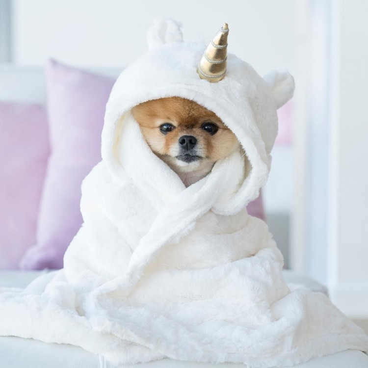 Có thể nói độ nổi tiếng của chú chó này đã vượt qua khá nhiều ngôi sao nổi tiếng tầm cỡ thế giới!