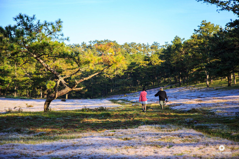 Mênh mông đồi cỏ hồng. Ảnh: @thuyetnguyen2309.