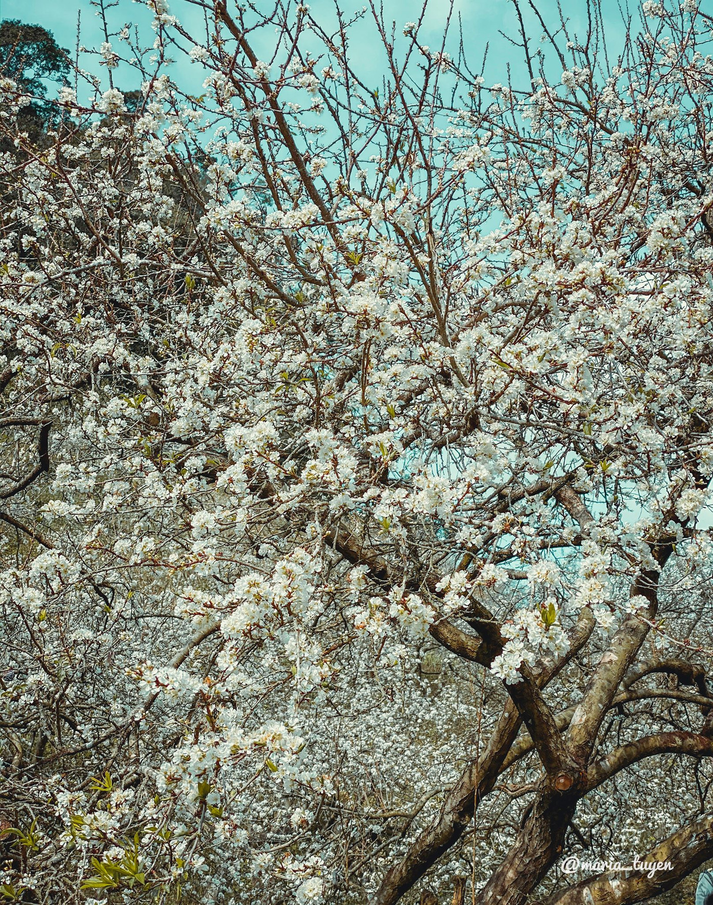 Đẹp đến nao lòng