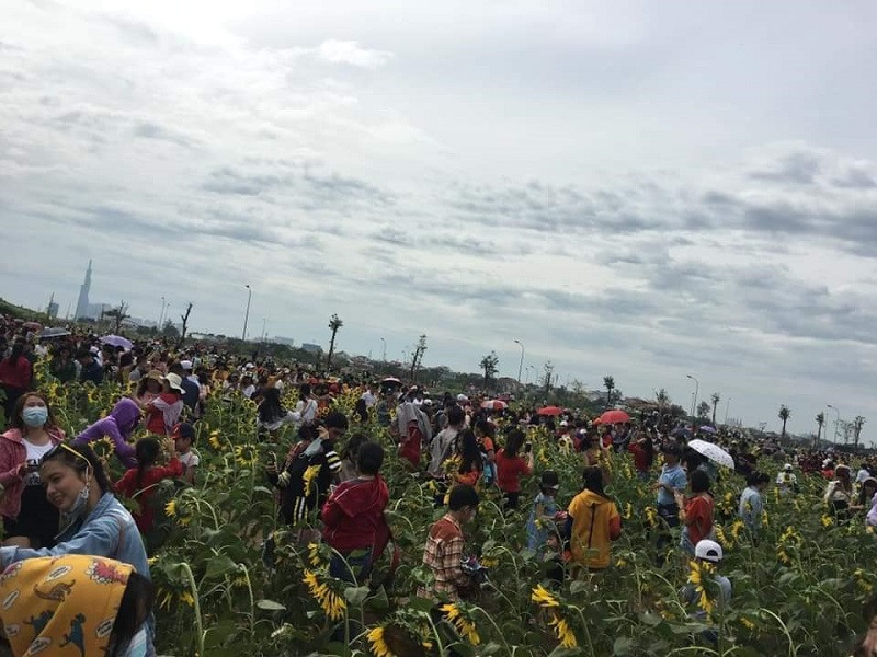 Cận cảnh vườn hướng dương 1m2 có đến chục người chen lấn để mong chụp được bức ảnh ưng ý.