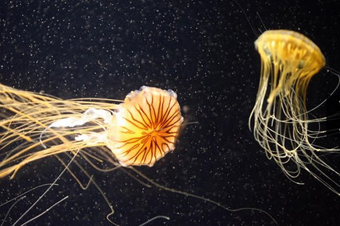 Sứa gây ra 40 ca tử vong mỗi năm. Nhiều loài sứa có chất độc gây ảnh hưởng đến hệ thần kinh, có thể khiến tim ngừng đập trong vòng vài phút.