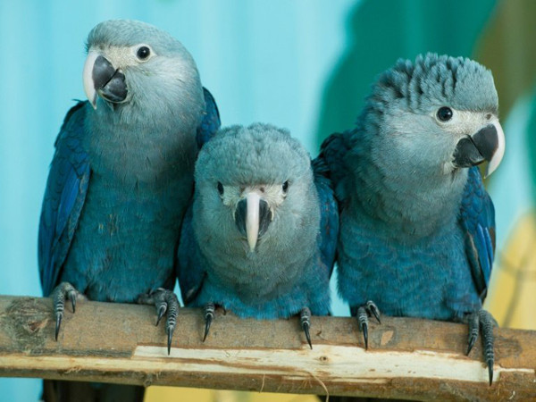 Thật đáng tiếc khi biết các loài vật này sắp biến mất khỏi Trái Đất ảnh 1