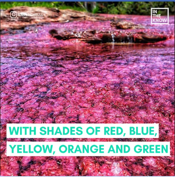 Dòng sông có màu đỏ, vàng, cam và xanh lá cây là chủ đạo.