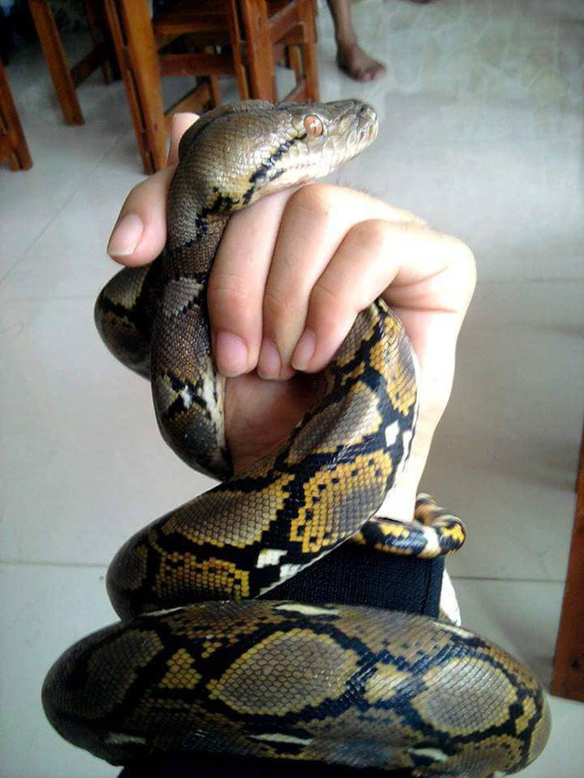 Một chú trăn... hiền khô.