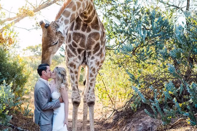 Khi cặp đôi đang chụp ảnh cưới, chàng hươu cao cổ Abby bỗng dưng xuất hiện trong khung hình.