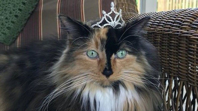 Tân thị trưởng Omena Sweet Tart McKee (Ảnh: (Omena Historical Society)