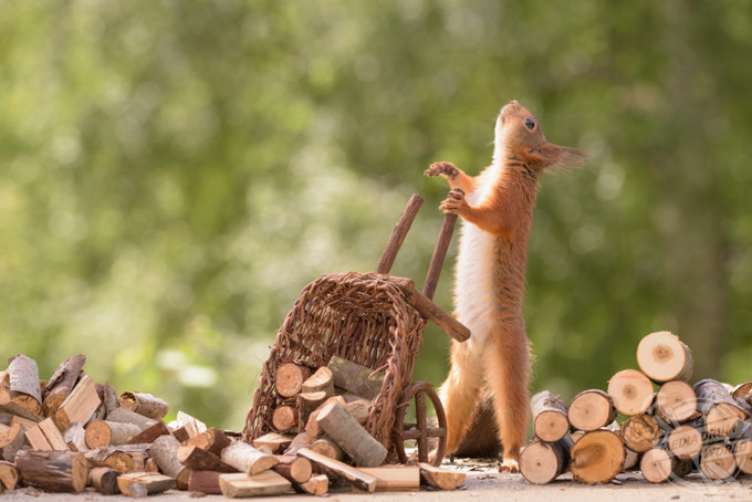 Con sóc dỡ hàng ra khỏi xe đẩy.