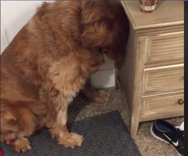 Con biết lỗi rồi mà.