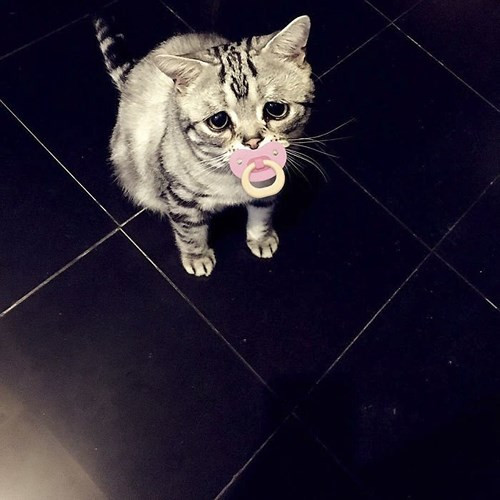 Tuy nhiên, điều này không những không trở thành khiếm khuyết mà còn khiến Luhu trở nên đặc biệt và “đốn tim” nhiều người bởi vẻ ngoài dễ thương của mình.