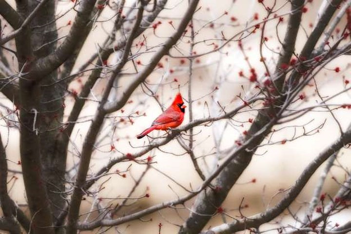 Chào mào Hồng y giáo chủ: Chỉ những con chim chào mào Hồng y giáo chủ đực mới có bộ lông đỏ lộng lẫy và tuyệt đẹp để thu hút những con chim cái.