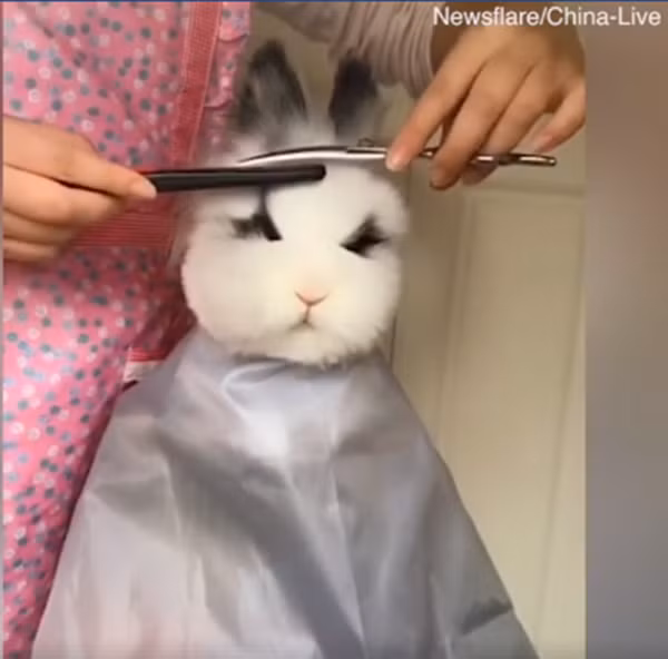 Đây là màn cắt tóc của chú thỏ trắng.
