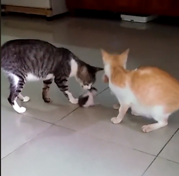 Gia đình hạnh phúc nhất là đây.