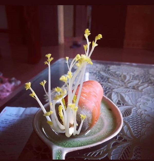 Nghệ thuật đôi khi chỉ là vẻ đẹp của những thứ bình dị như củ cà rốt này.