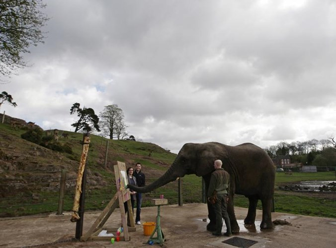 Chú voi châu phi có tên Five đang vẽ chân dung 2 khách du lịch tại Công viên West Midlands, ở miền Trung nước Anh.