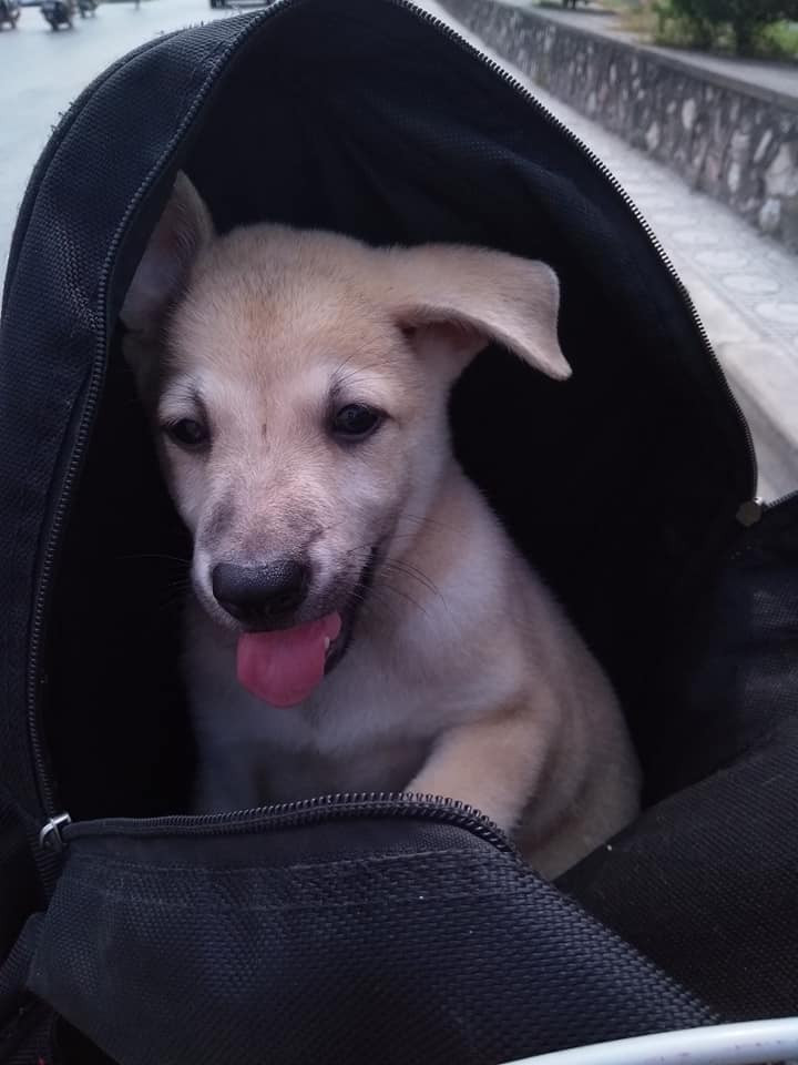 Sau mệt quá, có lẽ là say nắng nên bơ luôn!