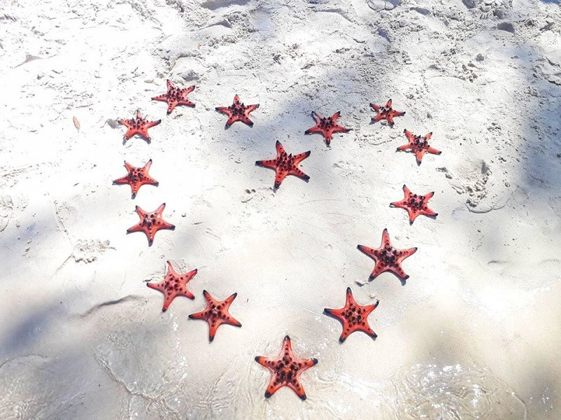 Những chú sao biển nằm khắp nơi, khi thì trên cát, khi thì dưới biển. (Ảnh: Check-in Việt Nam)