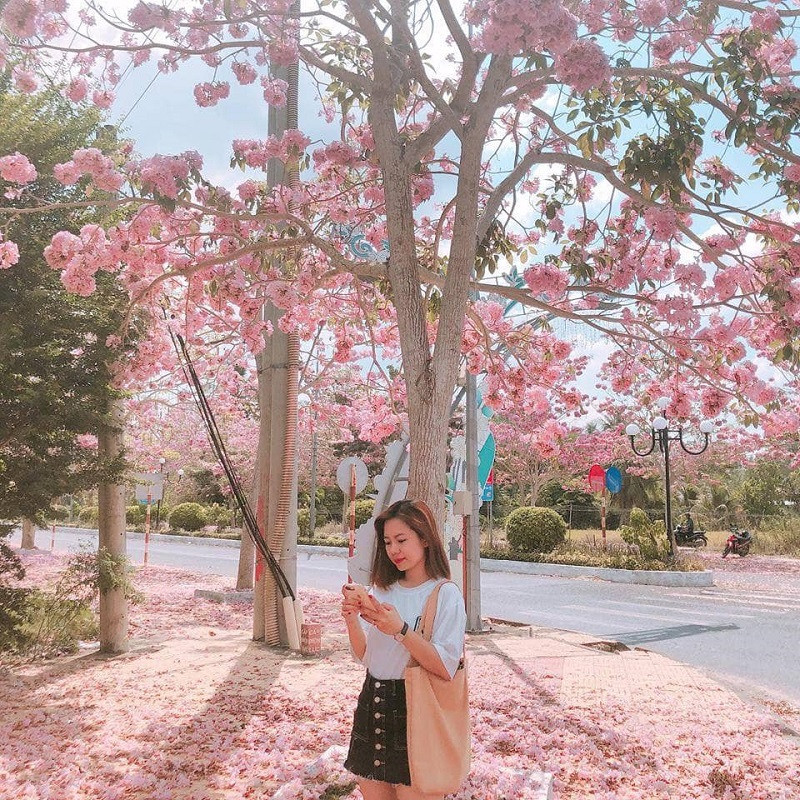 Nhiều người nhìn thấy hoa kèn hồng lại liên tưởng tới hoa anh đào của Nhật Bản bởi sắc hồng của hoa.