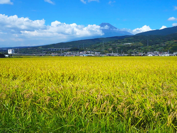 Chàng trai quyết định ở lại vùng nông thôn, trở thành một người nông dân.