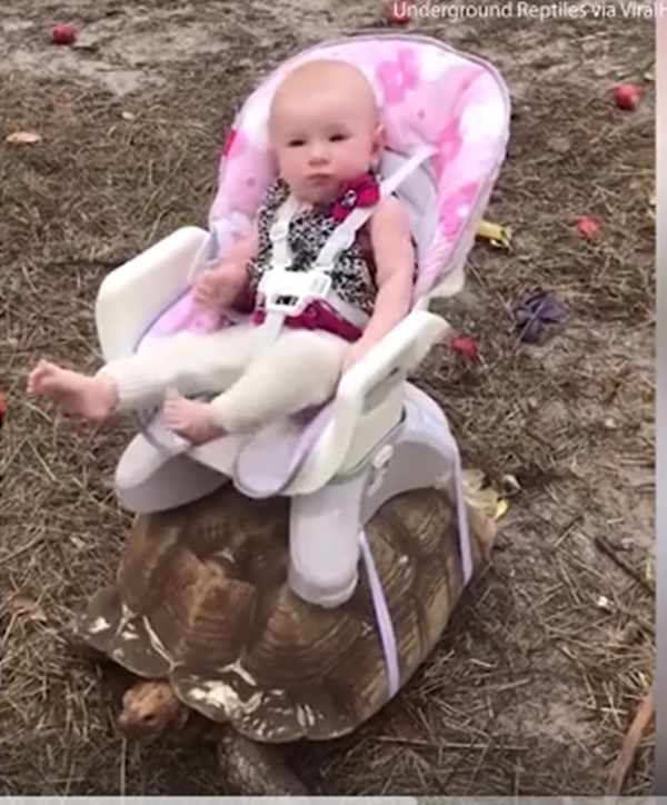 Dạo chơi quanh vườn nè.