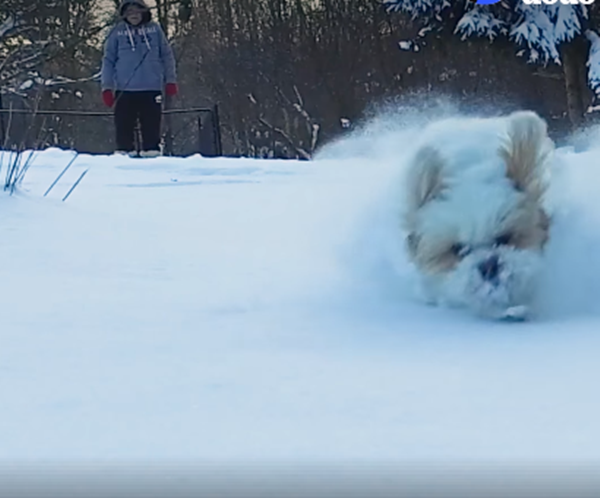 Tôi thích được phi nước đại trên tuyết.