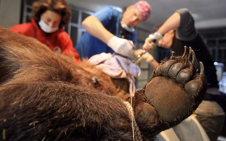 Một chú gấu nâu tại Four Paws Bear Sanctuary ở Pristina, Kosovo, được kiểm tra sức khỏe định kỳ.