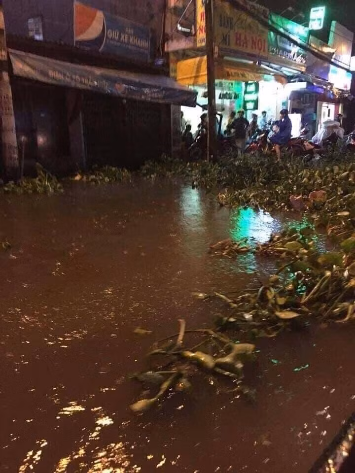 Usagi mang lục bình trôi trên phố Sài Gòn. Ảnh: Lê Toàn