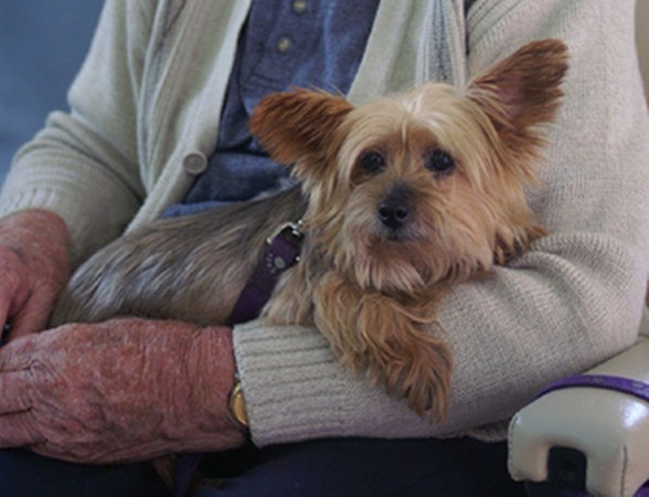 Ông tôi đã đưa được cái xe hết xăng về nhà, nhưng có lẽ chú chó nhỏ không bao giờ muốn đi chơi cùng ông nữa.