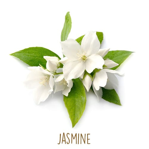 Loài hoa hộ mệnh nào sẽ đem lại may mắn cho 12 chòm sao? ảnh 12