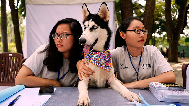 Lễ hội Cún cưng quy tụ hàng trăm chú chó đủ chủng loại về đăng ký tham dự