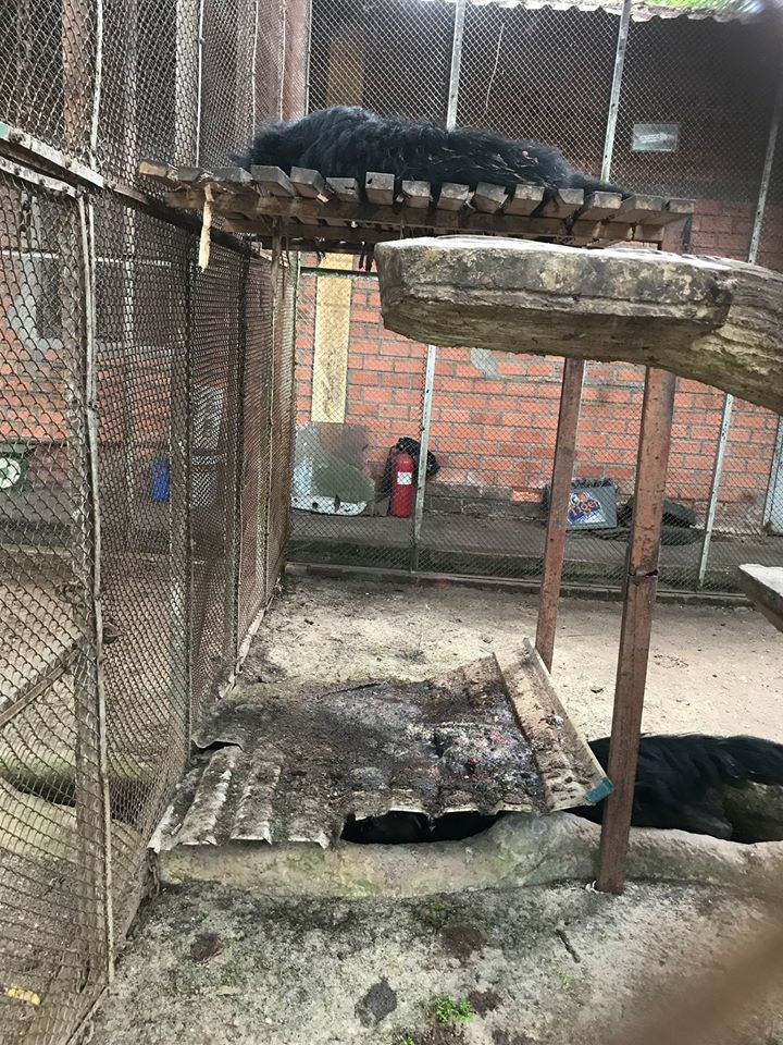 Động vật sống trên chính phân và nước thải của chúng, một con cầy mực trốn tránh bằng cách rúc đầu vào rãnh thoát nước, dưới tấm tôn đầy phân.