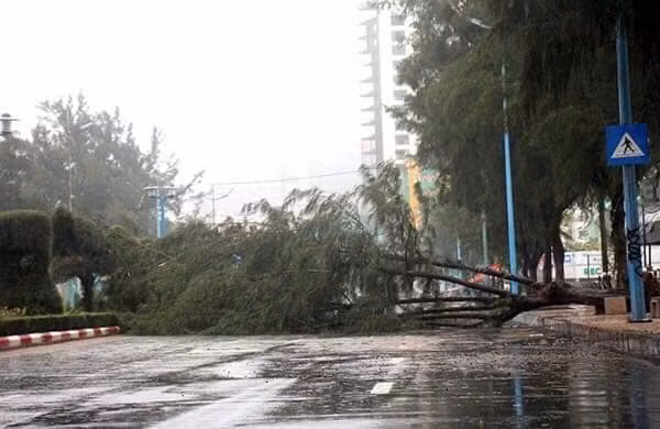 Cây cối gãy đổ.