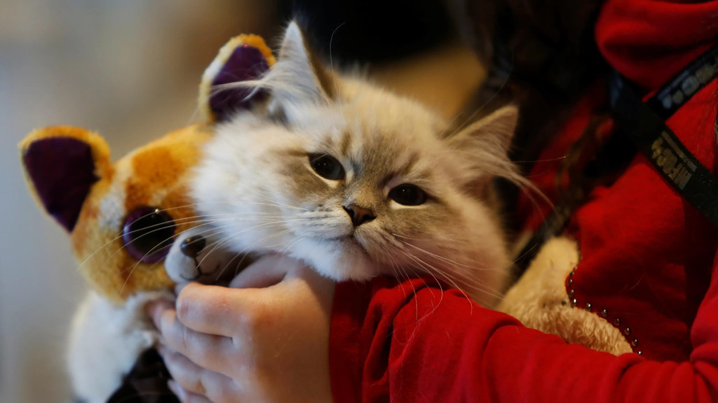 Giới trẻ Trung Quốc nuôi thú cưng vì muốn có bạn đồng hành trong cuộc sống. Ảnh: Reuters.