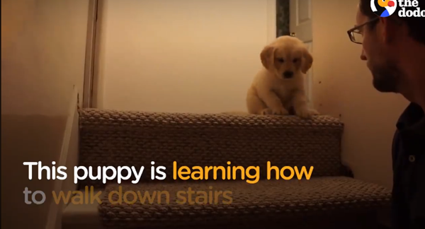 Nhìn những bậc cầu thang dài mà lo sợ. Ba gọi mà cậu vẫn cứ rập rình...