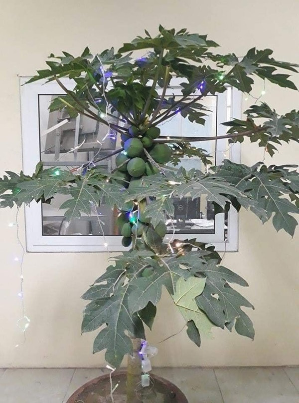 Ai bảo đu đủ không đẹp bằng quất, xin mời nhìn lại bức ảnh này.