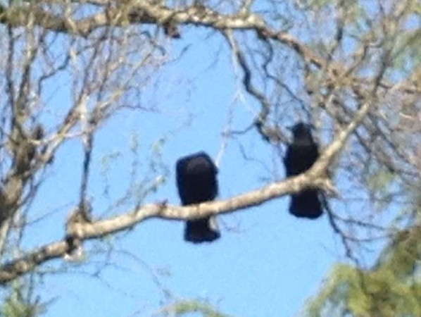 Gia đình quạ thường đậu dọc theo đường bác Dahlquist đi.