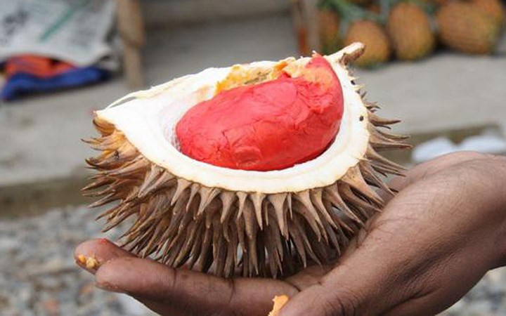 Còn về hương vị của sầu riêng đỏ, giống này có mùi vị giống như socola đen đậm đặc pha trộn thêm vị béo. Tuy nhiên, cũng có người cảm nhận sầu riêng ruột đỏ có vị như rượu vang lên men. Một số khác thì cho rằng chúng vừa ngọt, bùi, béo và đăng đắng. (Ảnh: VTC News).