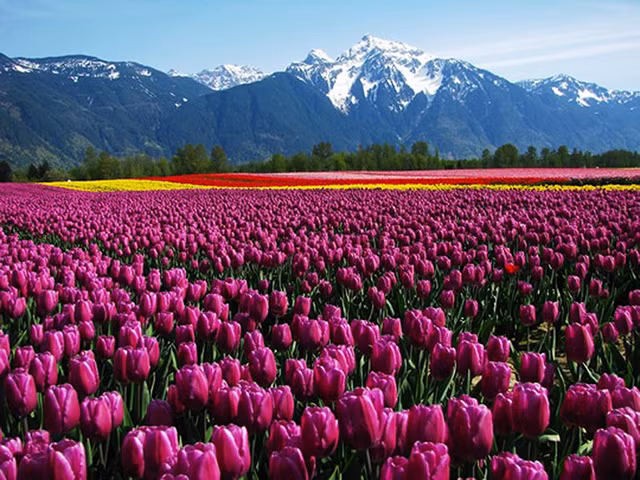 Cánh đồng hoa tulip rực rỡ sắc màu tại Núi Cheam tại Canada. Ảnh: Worldtoptop.