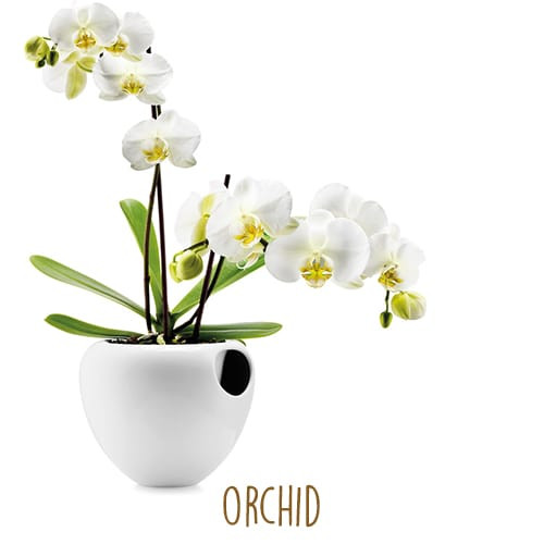 Loài hoa hộ mệnh nào sẽ đem lại may mắn cho 12 chòm sao? ảnh 3