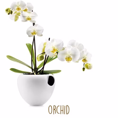 Loài hoa hộ mệnh nào sẽ đem lại may mắn cho 12 chòm sao? ảnh 3