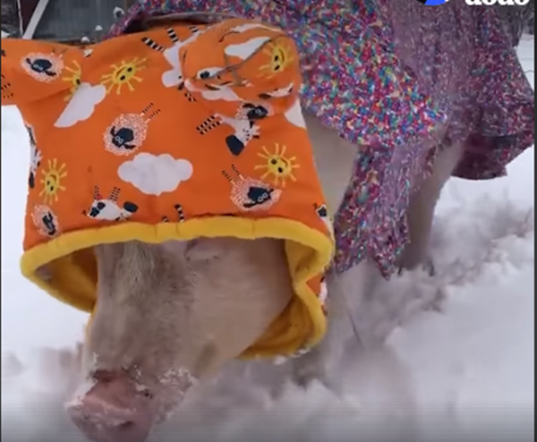 Trong nhà thì ấm thật, tuyết rơi có hơi lạnh nhưng không sao, tôi chuẩn bị áo mũ đầy đủ để ra rồi