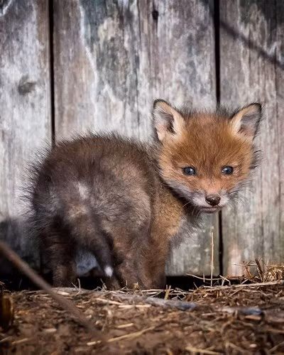 Trong khi những chú cáo con đầy tò mò làm tan chảy trái tim của chúng ta