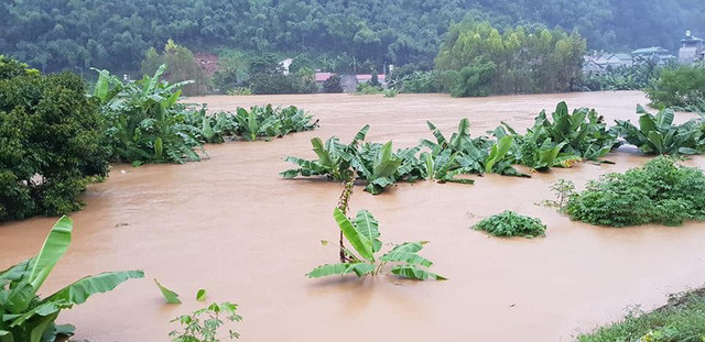 Nước ngập đến ngọn cây chuối cho thấy dòng lũ mạnh như thế nào.