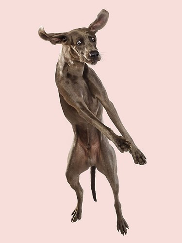 Những cú "bay" đầu tiên thường là những bức ảnh đẹp nhất.