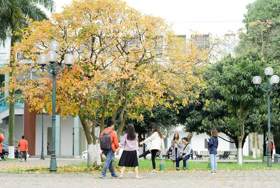 Các bạn sinh viên thích thú chụp ảnh bên cây lá vàng. (Ảnh: Triệu Việt Linh)