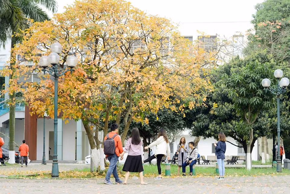 Các bạn sinh viên thích thú chụp ảnh bên cây lá vàng. (Ảnh: Triệu Việt Linh)